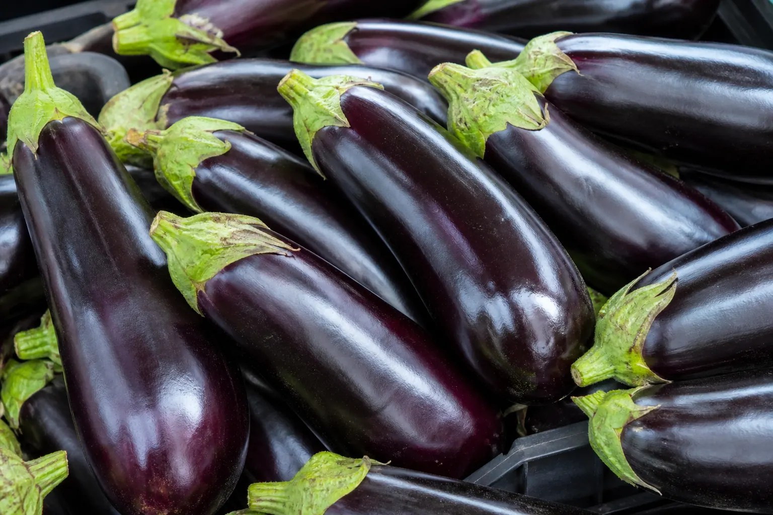Fresh glossy aubergines