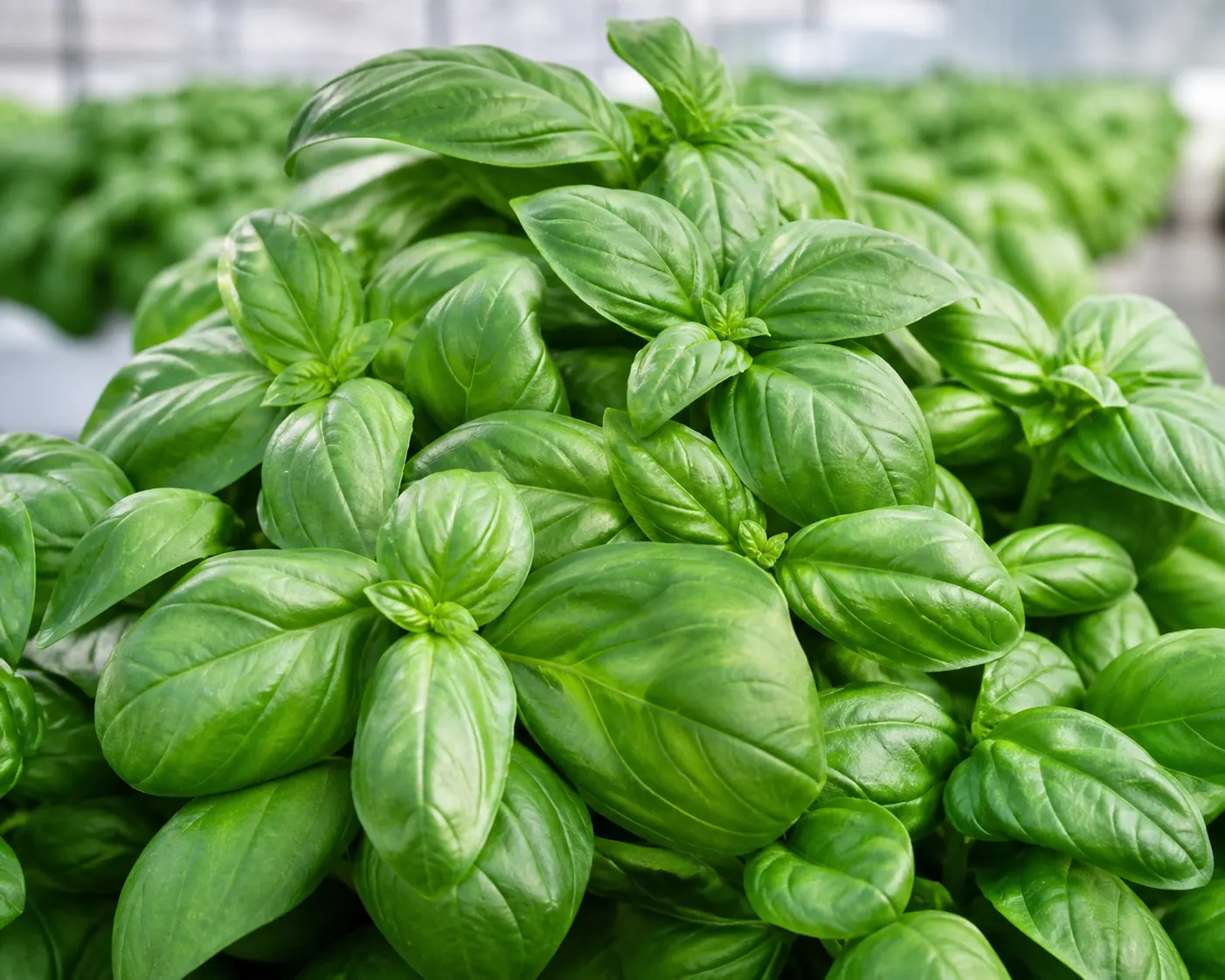 Fresh basil leaves