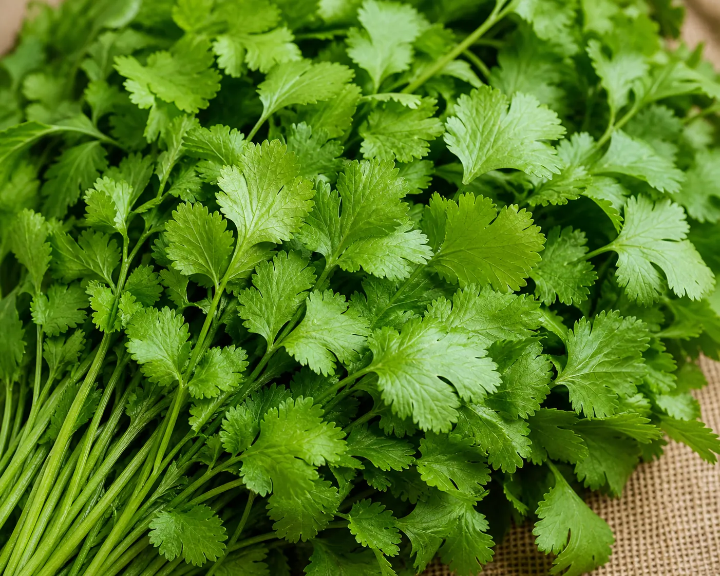 Fresh coriander leaves