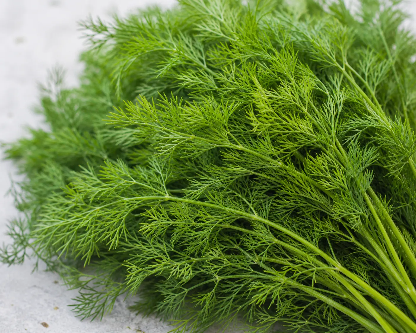 Fresh dill fronds