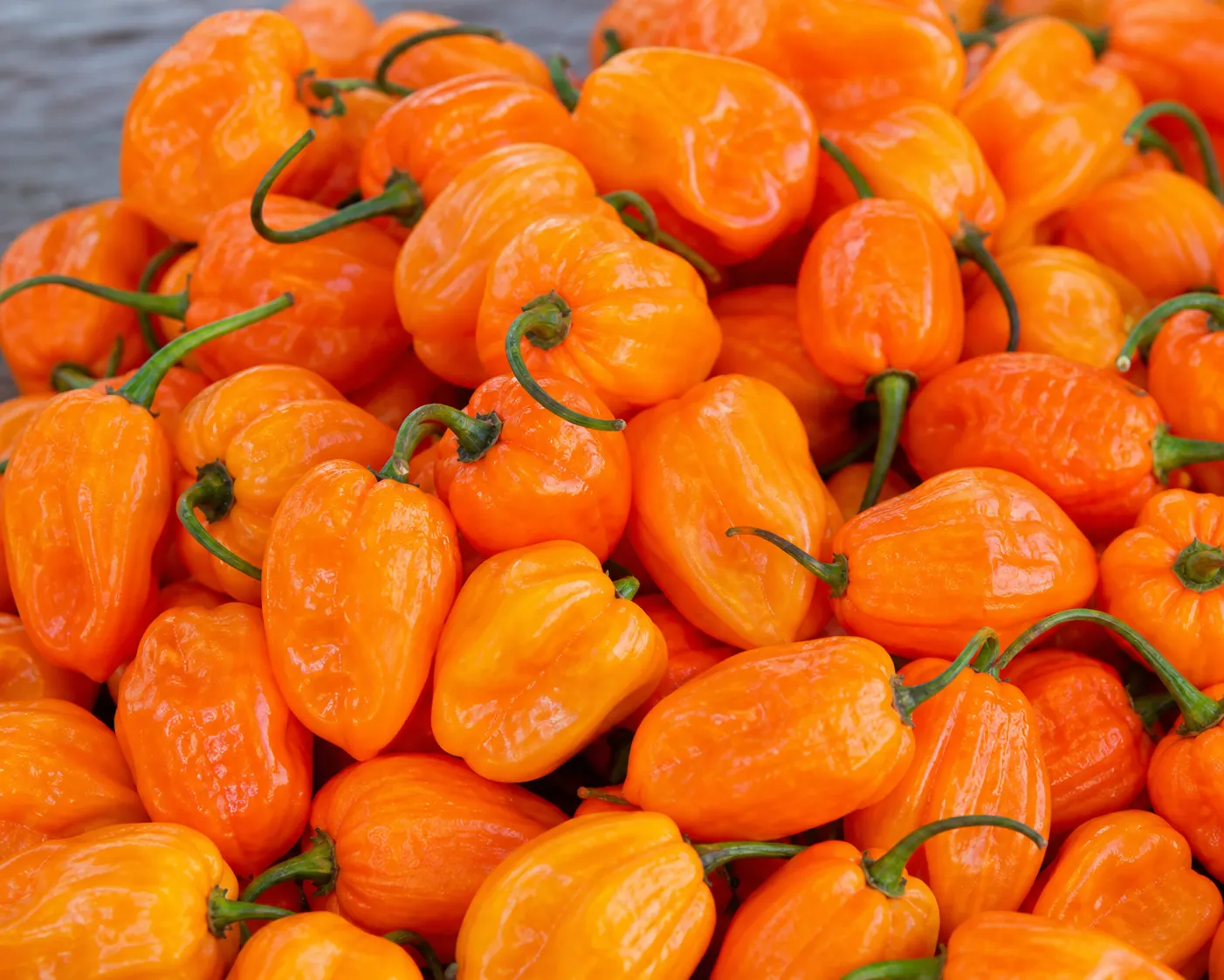 Fresh orange habanero peppers
