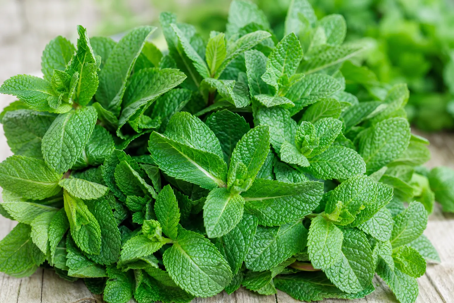 Fresh mint leaves