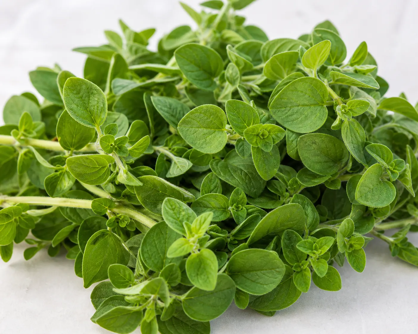 Fresh oregano leaves