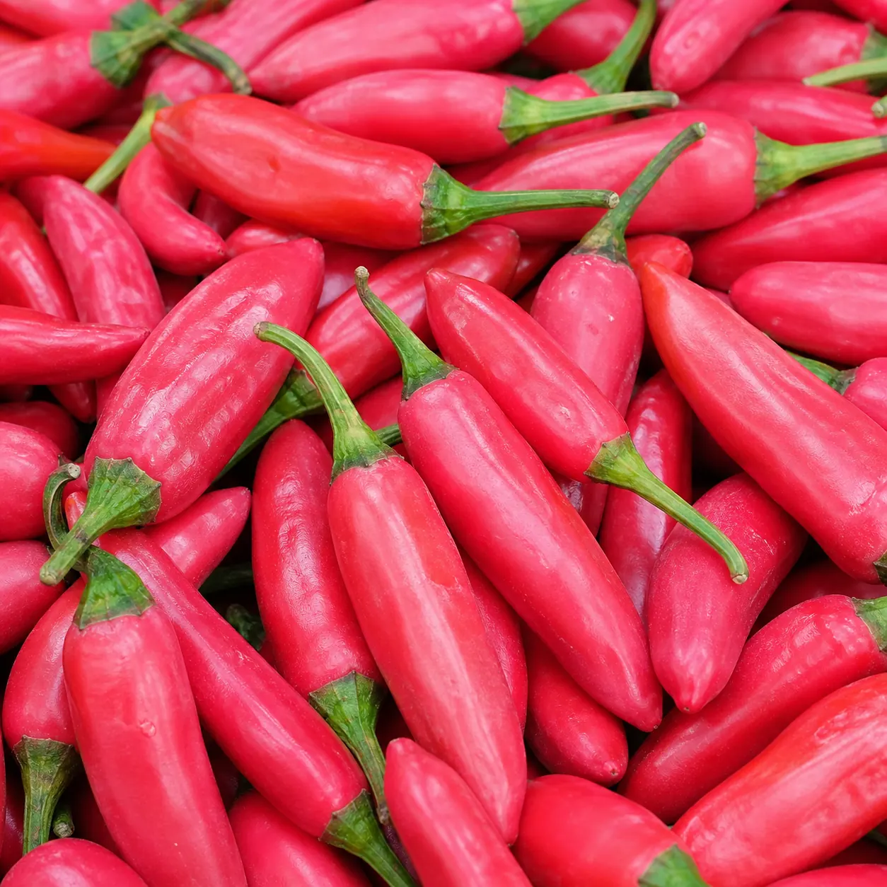 Fresh red chillies