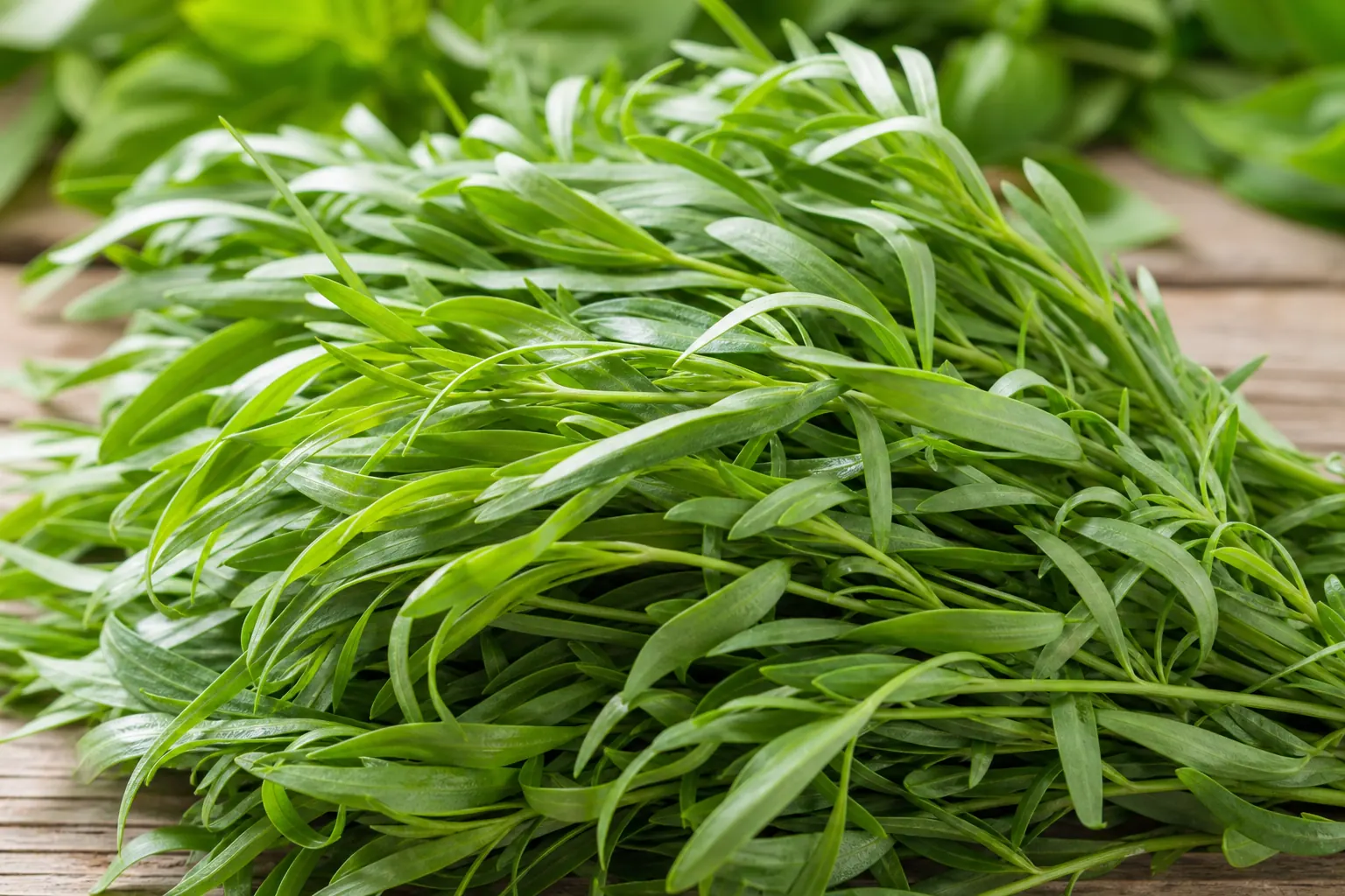 Fresh tarragon leaves